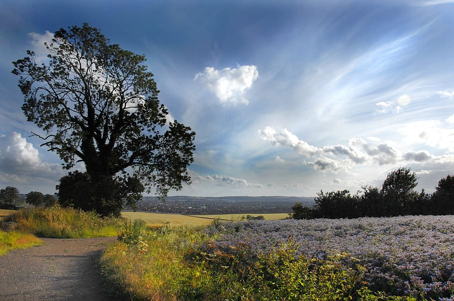 paisatge, camps, luton, Anglaterra, planta, arbre, cel, núvol - cel, bellesa a la natura, naturalesa, tranquil·litat, escena tranquil·la, escenics - natura, aigua, medi ambient, cap gent, flor, carretera, creixement, planta amb flors, terra, camp, dia, a l'aire lliure, 4K