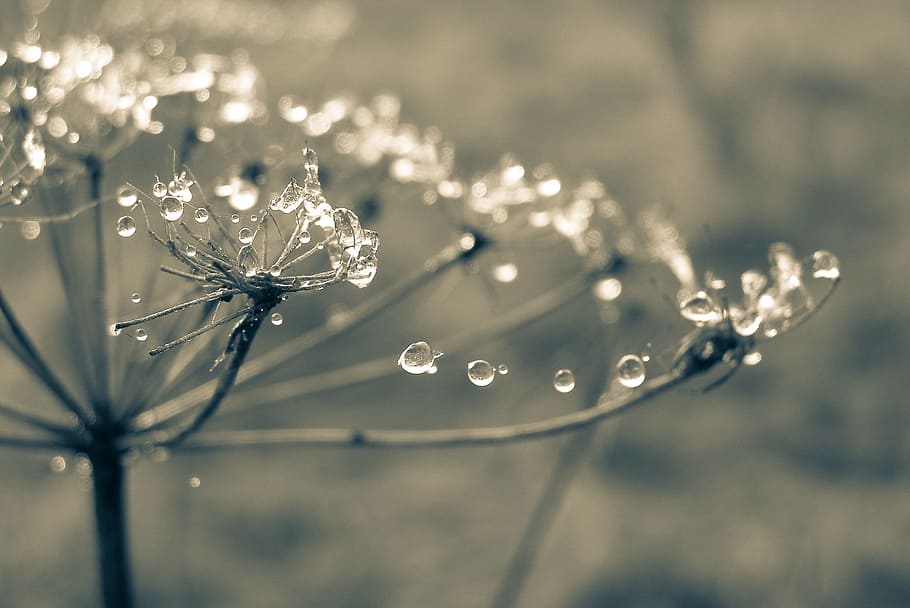 time-lapse photography, dewdrops, bare, flower, cobweb, drops, rosa, the stem, spider's web, meadow, the fog, haze, macro, autumn, nature, drop, selective focus, close-up, wet, water, no people, fragility, plant, freshness, dew, vulnerability, beauty in nature, focus on foreground, day, outdoors, tranquility, purity, rain, raindrop, 2K