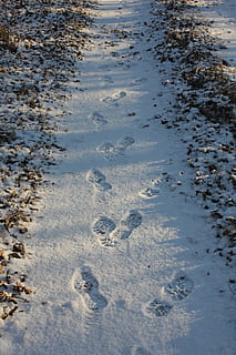 brani, sentiero, foresta, stampare, scarpa, impronta di impronta, inverno, la neve, campo, luce, paesaggio, camminare, traccia, spazzaneve, nessuno, giorno, natura, all'aperto, vista dall'alto, acqua, bagnato, terra, orma, sporco, animale, orma di Zampa, spiaggia, fango, temi animali, fotogramma intero, inquinamento, 5K, CC0, dominio pubblico, privo di copyright