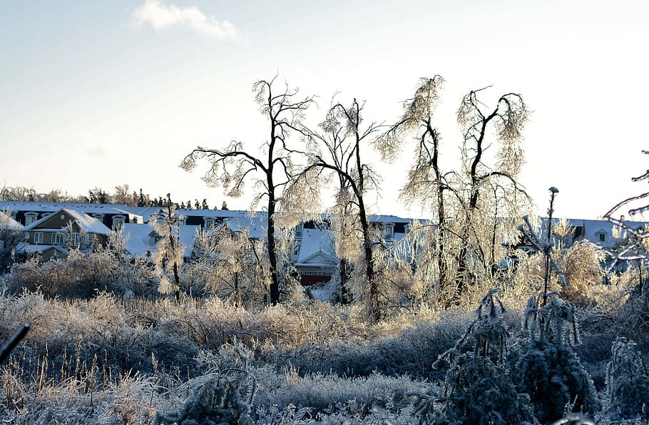 congelat, gel, arbres, hivern, neu, fred, ze, gelada, gelades, desembre, natural, naturalesa, a l'aire lliure, temperatura de fred, arbre nu, dia, cel, planta, estructura construïda, arbre, arquitectura, cap gent, exterior de l'edifici, camp, edifici, terra, paisatge, abandonat, 5K