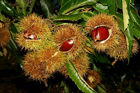 castanyes, eriçons, naturalesa, fruita, planta, arbre, primer pla, vermell, centrar-se en primer pla, cap gent, menjar, dia, full, menjar i beguda, creixement, frescor, part de la planta, alimentació saludable, a l'aire lliure, color verd, bellesa a la natura, llum solar, nou, picant, 4K, CC0, domini públic, lliure de regalies