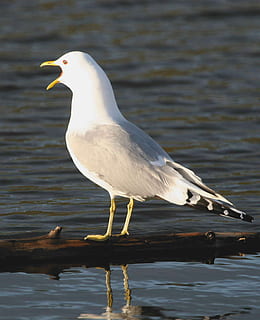 larus, chamando, gaivota, miar, pássaro, nós podemos, passarinhos, animais, fauna, um animal, animais selvagens, lago, animais em estado selvagem, reflexão, temas animais, animal, agua, vertebrado, ninguém, cor branca, focar em primeiro plano, dia, beira-mar, natureza, empoleirar, olhando, 2K, CC0, domínio público, royalty free