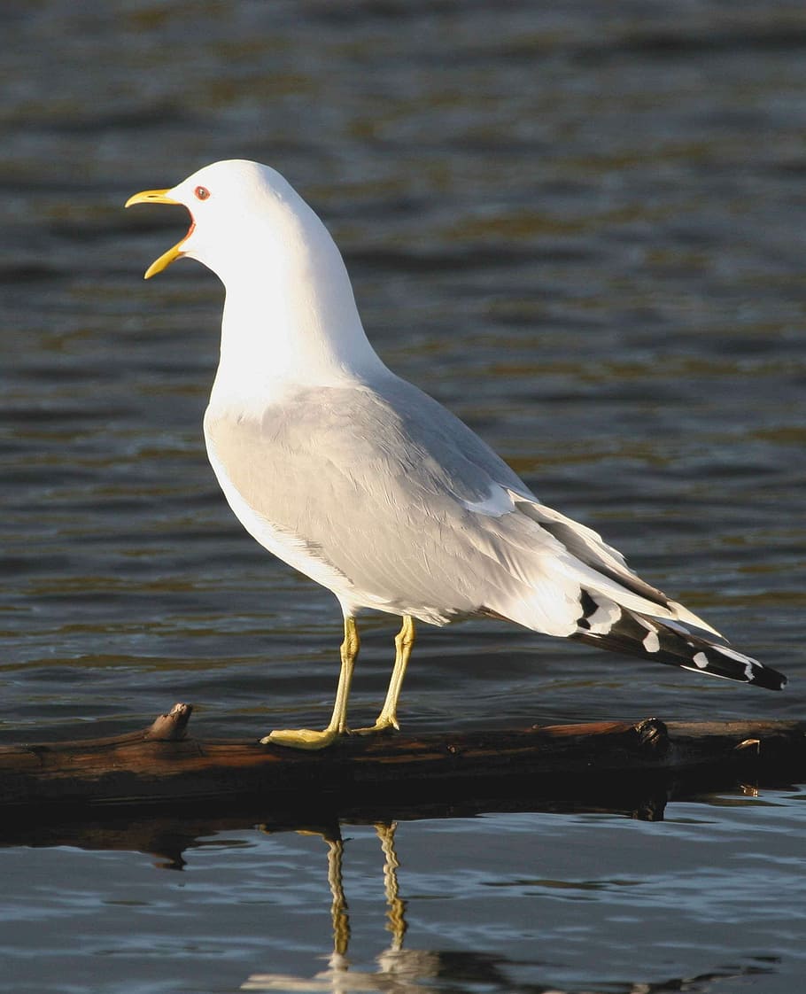 larus, trucant, gavina, mew, ocell, canus, ocells, animals, fauna, un animal, fauna animal, llac, animals a la natura, reflexió, temes d'animals, animal, aigua, vertebrats, cap gent, Color blanc, centrar-se en primer pla, dia, davant del mar, naturalesa, posat, mirant, 2K