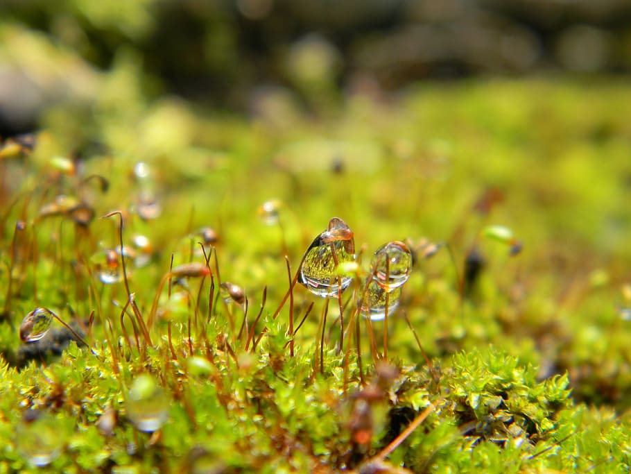 tirar, aigua, macro, pluja, naturalesa, humit, gotes de pluja, planta, full, humitat, gota de pluja, gotes d'aigua, reg, rocio, enfocament selectiu, herba, color verd, animal, temes d'animals, cap gent, dia, primer pla, a l'aire lliure, medi ambient, fauna animal, molsa, creixement, menjar, terra, rosada, puresa, 4K