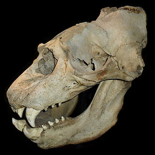 cráneo animal blanco, cráneo, esqueleto, huesos, muerte, horror, muerto, escalofriante, de miedo, horripilante, misterioso, sello, León marino, elefante marino, gótico, mal, monstruo, bestia, dientes, Víspera de Todos los Santos, criatura, colmillos, feo, craneo animal, animal, dientes de animales, hueso animal, esqueleto animal, carnívoro, fondo negro, hueso, parte del cuerpo del animal, foto de estudio, temas de animales, adentro, un animal, cabeza de animal, fósil, nadie, representación animal, extinto, de cerca, anatomía, vista de perfil, boca de animal, 1080P