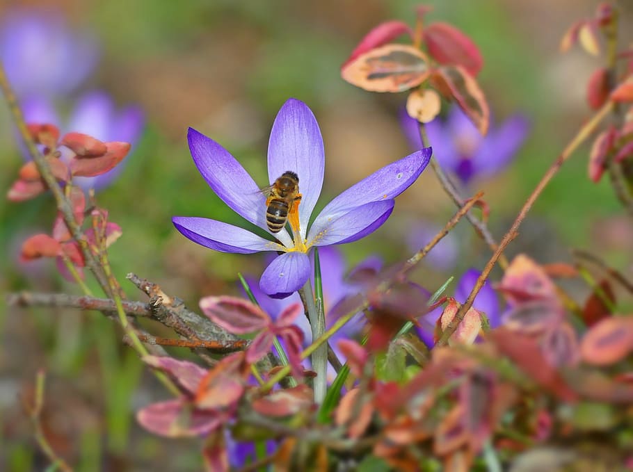 abeja, púrpura, flor, insecto, azafrán, floración, polen, polen de abeja, naturaleza, planta, jardín, cerrar, forrajeo, trabajo duro, néctar, polinización, amarillo, primavera, marzo, Violeta, flor de primavera, crecimiento, fragilidad, pétalo, día, frescura, planta floreciendo, vulnerabilidad, belleza en la naturaleza, de cerca, cabeza de flor, invertebrado, nadie, animales en la naturaleza, un animal, inflorescencia, enfoque selectivo, 2K