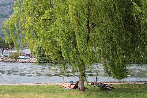 relaxa't, descans, llegir, arbre, verd, aigua, recuperació, preocupacions, relaxació, lloc preferit, humà, benestar, festa, planta, dia, color verd, naturalesa, riu, creixement, bellesa a la natura, cap gent, a l'aire lliure, animal, tranquil·litat, terra, temes d'animals, escena tranquil·la, escena no urbana, escenics - natura, 5K, CC0, domini públic, lliure de regalies