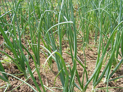 allium, bombeta, cepa, cuit, camp, jardí, verd, ceba, amanides, picant, verdures, planta, creixement, terra, color verd, herba, naturalesa, dia, bellesa a la natura, cap gent, tranquil·litat, a l'aire lliure, vista d’angle alt, primer pla, llum solar, fulla d'herba, full, part de la planta, frescor, agricultura, bambú - planta, 2K, CC0, domini públic, lliure de regalies