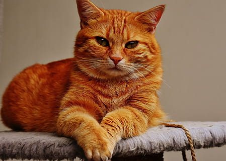 jaune, chat, mensonge, gris, textile, rouge, mignonne, maquereau, tigre, sucré, câlin, animal, fourrure, le monde animal, animal de compagnie, adidas, tête de chat, jeune chat, espiègle, maquereau rouge tabby, chaton, chat rouge, yeux de chat, chat domestique, animaux domestiques, mammifère, félin, regardant, national, un animal, thèmes animaux, vertébré, moustache, relaxation, personne, portrait, regarder ailleurs, à l'intérieur, séance, chat roux, tigré, 4K, CC0, domaine public, libre de droits