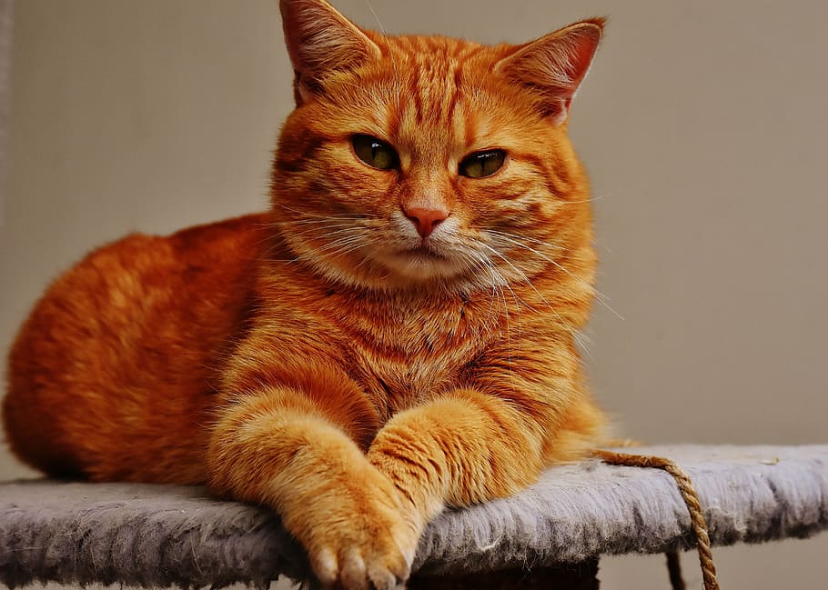 Gelb, Katze, lügen, grau, Textil-, rot, süß, Makrele, Tiger, Süss, knuddelig, Tier, Pelz, Tierwelt, Haustier, adidas, Katzengesicht, junge Katze, spielerisch, rote Makrele getigert, Kätzchen, rote Katze, Katzenaugen, Hauskatze, Haustiere, Säugetier, katzenartig, suchen, inländisch, ein Tier, Tierthemen, Wirbeltier, Whisker, Entspannung, keine Leute, Porträt, Wegschauen, drinnen, Sitzung, tabby, 4K