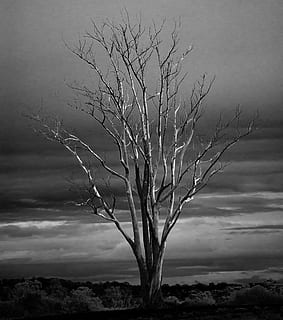 grayscale photo, tree, dead, winter, branches, limbs, autumn, fall, mono, trees, leaf, silhouette, australia, black, stencil, stencils, outline, silhouettes, branch, nature, vegetation, dark, spooky, old, lonely, empty, detail, aged, age, vintage, plant, bare tree, sky, no people, beauty in nature, environment, tranquility, day, outdoors, landscape, non-urban scene, tranquil scene, land, tree trunk, remote, trunk, cloud - sky, isolated, dead plant, arid climate, 2K, CC0, public domain, royalty free