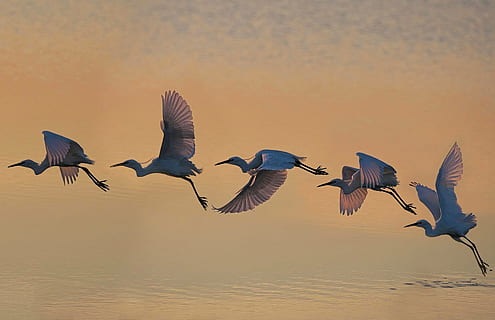 cinque, uccello, volante, corpi, acqua, natura, volo, volare, fauna selvatica, temi animali, animale, animali allo stato selvatico, vertebrato, gruppo di animali, ali spiegate, tramonto, cielo, bellezza nella natura, nessuno, mezz'aria, gruppo medio di animali, mare, terra, Stormo di uccelli, gabbiano, 1080P, CC0, dominio pubblico, privo di copyright