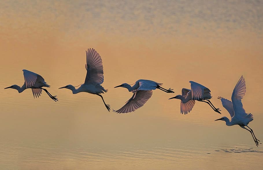 cinque, uccello, volante, corpi, acqua, natura, volo, volare, fauna selvatica, temi animali, animale, animali allo stato selvatico, vertebrato, gruppo di animali, ali spiegate, tramonto, cielo, bellezza nella natura, nessuno, mezz'aria, gruppo medio di animali, mare, terra, Stormo di uccelli, gabbiano, 1080P