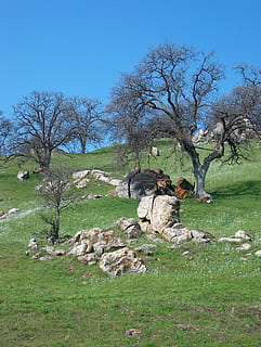contraforts, roures, roques, arbre, naturalesa, planta, herba, cel, arbre nu, terra, camp, cap gent, paisatge, dia, medi ambient, bellesa a la natura, cel clar, escenics - natura, tranquil·litat, escena no urbana, mamífer, escena tranquil·la, color verd, a l'aire lliure, planta morta, 1080P, CC0, domini públic, lliure de regalies