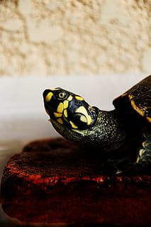 makro snímek, zelená, žlutá, želva, detailní, fotografování, Černá, boční pohled, terrapin, box želva, oko, zvíře, plaz, Příroda, zvířecí shell, volně žijících živočichů, detail, jednoho zvířete, zvířata a domácí zvířata, plazení, domácí mazlíčci, zvířat, zvířata ve volné přírodě, obratlovců, nikdo, část těla zvířete, uvnitř, zaměřit se na popředí, selektivní zaměření, pevný, rock - objekt, zvířecí hlavy, Skála, obojživelník, zvířecí oko, 5K, CC0, veřejná doména, bez autorských práv
