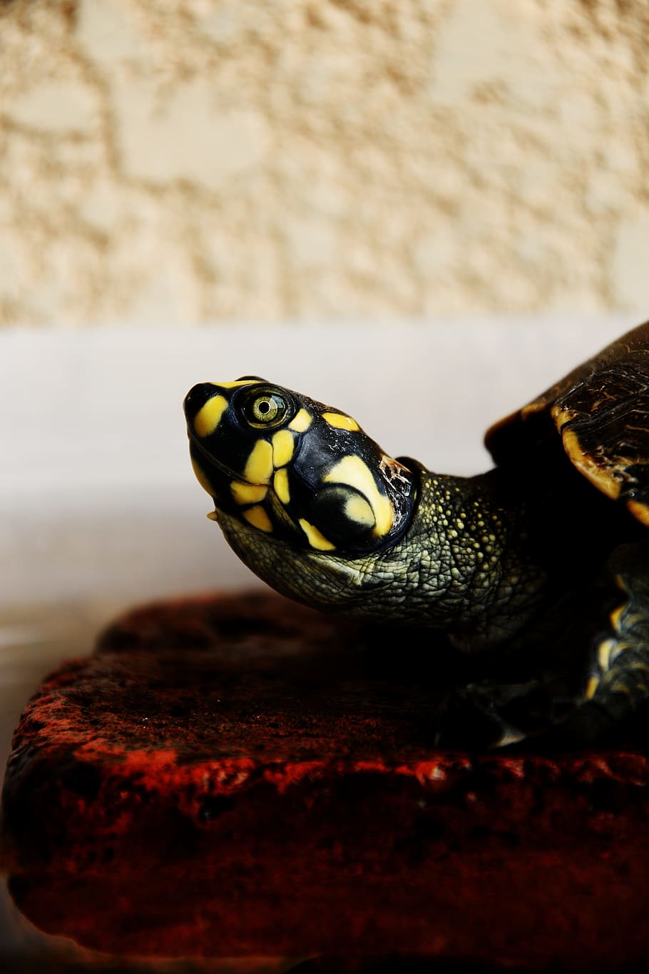 makro snímek, zelená, žlutá, želva, detailní, fotografování, Černá, boční pohled, terrapin, box želva, oko, zvíře, plaz, Příroda, zvířecí shell, volně žijících živočichů, detail, jednoho zvířete, zvířata a domácí zvířata, plazení, domácí mazlíčci, zvířat, zvířata ve volné přírodě, obratlovců, nikdo, část těla zvířete, uvnitř, zaměřit se na popředí, selektivní zaměření, pevný, rock - objekt, zvířecí hlavy, Skála, obojživelník, zvířecí oko, 5K
