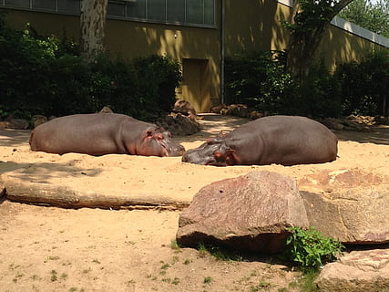Zoo, Flusspferde, Deutschland, Gruppe von Tieren, Tierthemen, Tier, Säugetier, Wirbeltier, Natur, keine Leute, Tierwelt, Tag, Rock, solide, Haustiere, Entspannung, Rock - Objekt, Tiere in freier Wildbahn, Vieh, Pflanze, die Architektur, zwei tiere, draußen, Tierfamilie, pflanzenfressend, 2K, CC0, gemeinfrei, lizenzfrei