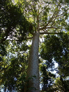 árvore, panorama, natureza, arvores, verde, sai, Kauri, madeira, trópicos, floresta tropical, tropical, selva, vegetação tropical, cairns, Austrália, floresta, folha, ao ar livre, cor verde, tronco de árvore, meio Ambiente, ramo, verão, dia, plantar, luz solar, céu, ninguém, visão de baixo ângulo, tronco, crescimento, terra, beleza na natureza, alto - alto, tranquilidade, scenics - natureza, Copa da árvore, diretamente abaixo, bambu - planta, 4K, CC0, domínio público, royalty free