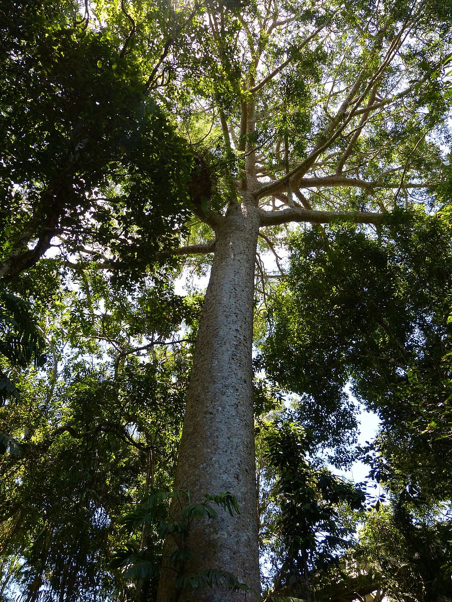 arbre, paisatge, naturalesa, arbres, verd, fulles, kauri, arbre kauri, fusta, tròpics, selva tropical, tropical, bosc tropical, jungla, vegetació tropical, cairns, Austràlia, bosc, full, a l'aire lliure, color verd, tronc de l'arbre, medi ambient, branca, estiu, dia, planta, llum solar, cel, cap gent, vista d’angle baix, tronc, creixement, terra, bellesa a la natura, alta - alta, tranquil·litat, escenics - natura, copa de l'arbre, directament a sota, bambú - planta, 4K