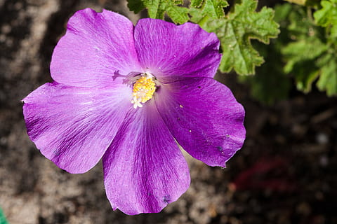 ibisco nativo, Australia, aussie, nativo, pianta, fiore, ibisco, botanico, arbusto, malvaceae, natura, fiorire, pianta fiorita, freschezza, petalo, bellezza nella natura, fragilità, vulnerabilità, testa di fiore, infiorescenza, avvicinamento, crescita, viola, polline, nessuno, concentrarsi sulle conoscenze acquisite, colore rosa, giorno, all'aperto, 4K, CC0, dominio pubblico, privo di copyright