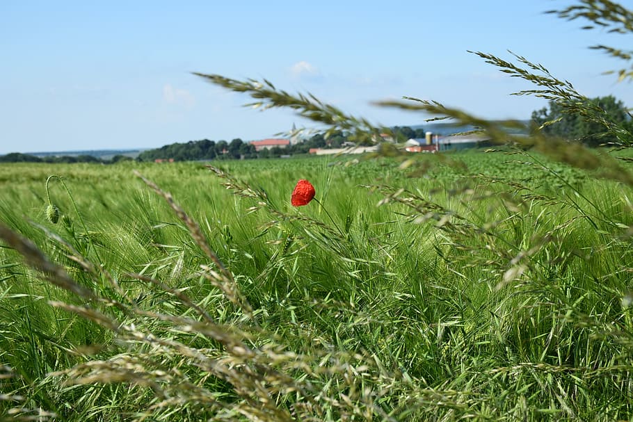 camp de blat de moro, agricultura, klatschmohn, nitidesa, borrós, cereals, rosella, mohngewaechs, flors silvestres, humor, cel, camp, creixement, naturalesa, herba, planta, terra, bellesa a la natura, color verd, vermell, cap gent, dia, flor, tranquil·litat, paisatge, frescor, planta amb flors, medi ambient, escena tranquil·la, a l'aire lliure, 5K