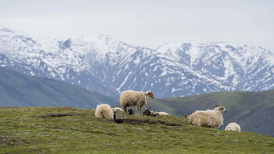 herd, sheep, grass, mountain, animal, mountain range, snow, animal themes, mammal, animal wildlife, group of animals, animals in the wild, vertebrate, nature, bear, no people, cold temperature, winter, three animals, land, day, domestic animals, animal family, outdoors, 5K