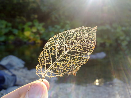 braunes Blatt, Blatt, Rahmen, Struktur, Gerüst, trocken, Blattadern, Hand, Finger, Natur, Wildnis, Pflanze, Sonnenlicht, zerlegt, Herbst, menschliche Hand, menschliches Körperteil, eine Person, Fokus auf den Vordergrund, menschlicher Finger, echte Menschen, nicht erkennbare Person, halten, Nahansicht, Tag, Körperteil, Sonnenstrahl, persönliche Perspektive, Pflanzenteil, Linseneffekt, draußen, Veränderung, Blätter, 2K, CC0, gemeinfrei, lizenzfrei