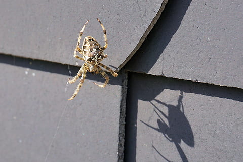 ragno, insetto, Rete, natura, Aracne, animale, ragnatela, vicino, ombra, un animale, giorno, nessuno, all'aperto, avvicinamento, esterno dell'edificio, architettura, temi animali, luce del sole, animali allo stato selvatico, fauna selvatica, invertebrato, vista dall'alto, aracnide, artropodo, caratteristica della parete, concentrarsi sulle conoscenze acquisite, 2K, CC0, dominio pubblico, privo di copyright