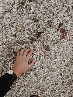 persoon, bezit, wit, shell veel, links, hand-, bruin, oppervlakte, schelp, kijk maar, strand, natuur, grond, onderzoeken, ontdekken, blad, bereiken, koude, menselijke hand, menselijk lichaamsdeel, een persoon, echte mensen, lichaamsdeel, vinger, menselijke vinger, levensstijlen, dag, vrijetijdsbesteding, persoonlijk perspectief, onherkenbaar persoon, hoge hoekmening, land-, buitenshuis, menselijke ledemaat, 2K, CC0, publiek domein, royaltyvrij