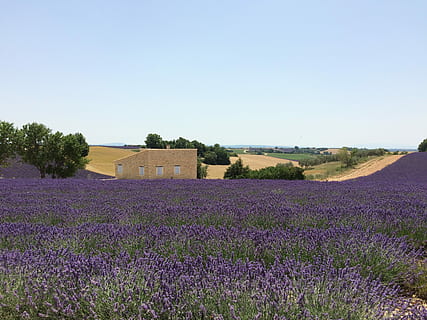 espígol, camps, naturalesa, agricultura, camp, granja, porpra, cultiu, flor, planta, planta amb flors, bellesa a la natura, terra, paisatge, creixement, escenics - natura, escena rural, cap gent, cel, cel clar, color lavanda, medi ambient, llit de flors, 2K, CC0, domini públic, lliure de regalies
