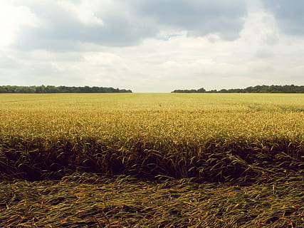 Reisfeld, tagsüber, Grün, Gras, Feld, Himmel, Wolken, Sonne, Felder, Bauernhof, Land, Weizen, Bäume, Landwirtschaft, Landschaft, Natur, Ernte, Wachstum, keine Leute, Getreidepflanze, Ruhe, wolke - himmel, Umgebung, Szenen - Natur, Schönheit in der Natur, Pflanze, ländliche Szene, ruhige Szene, Tag, draußen, 720P, CC0, gemeinfrei, lizenzfrei