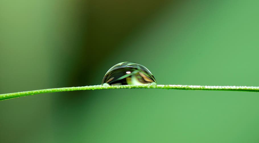 far cadere, acqua, erba, pioggia, natura, bagnato, autunno, pianta, piovere, umidità, umido, piovoso, rubinetto, fluido, foglia, verde, irrigazione, colore verde, avvicinamento, nessuno, messa a fuoco selettiva, copia spazio, macro, parte vegetale, temi animali, animale, primo piano estremo, sfondo colorato, squillare, girato in studio, all'aperto, fauna selvatica, bellezza nella natura, concentrarsi sulle conoscenze acquisite, purezza, filo d'erba, 2K