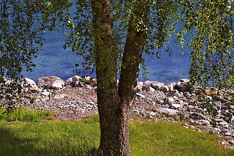 træ, løvfældende træ, natur, landskab, sommer, grøn, blå, log, stamme, bark, blåt vand, ferie stemning, hvile, genopretning, blade, harmoni, føle sig hjemme, baggrund, lempelse, drømme, fredelig, slap af, pause, ferie, have, norge, vand, rejse, feriehus, helligdage, ferie hjem, idyl, Direkte, farvande, siv, grund, eng, idyllisk, sommerhus, udsigt, fritid, bjerg, udendørs, plante, skønhed i naturen, ingen mennesker, ro, græs, rolig scene, dag, jord, solid, klippe, ikke-urbane scene, vækst, scenics - natur, rock-objekt, grøn farve, 2K, CC0, offentligt domæne, royaltyfrie