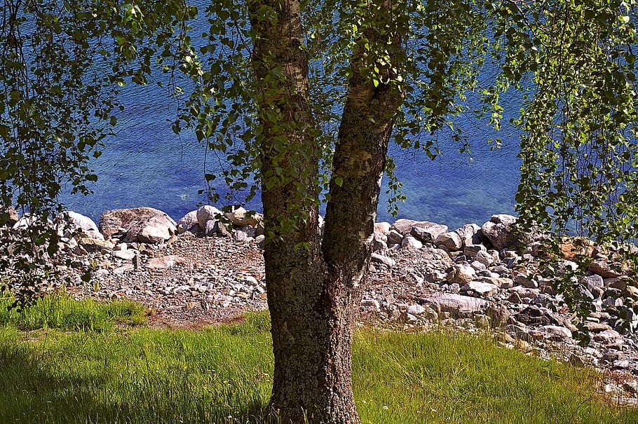 arbre, arbre caducifoli, naturalesa, paisatge, estiu, verd, blau, registre, tribu, escorça, aigua blava, ambient de vacances, descans, recuperació, fulles, harmonia, sentir-se com a casa, fons, relaxació, somnis, pacífica, relaxa't, trencar, festa, jardí, noruega, aigua, viatjar, casa de vacances, vacances, idil·li, en viu, aigües, pressa, parcel · la, prat, idíl·lic, casa d'estiu, vista, oci, muntanya, a l'aire lliure, planta, bellesa a la natura, cap gent, tranquil·litat, herba, escena tranquil·la, dia, terra, sòlid, rock, escena no urbana, creixement, escenics - natura, rock - object, color verd, 2K