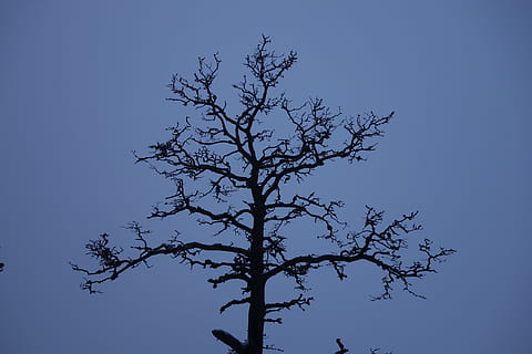 toter Baum, Baum, Kofferraum, Ast, Natur, Baumstämme, Winterwald, Kiefer, Holz, lebende Natur, Nadelbaum, Bäume, Himmel, Pflanze, Blau, Flachwinkelansicht, klarer Himmel, keine Leute, Silhouette, kahler Baum, Schönheit in der Natur, Ruhe, draußen, Tag, Szenen - Natur, Wachstum, Vogel, ruhige Szene, kopieren sie platz, 5K, CC0, gemeinfrei, lizenzfrei