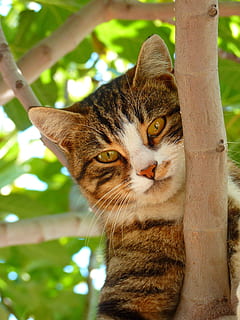 gat tigre marró, gat, dolç, escalar, arbre, animal, estimada, juganer, felis silvestris catus, gat domèstic, bonic, temes d'animals, un animal, mamífer, felí, mascotes, nacional, vertebrats, animals domèstics, cap gent, planta, primer pla, bigotis, centrar-se en primer pla, dia, retrat, mirant, a l'aire lliure, cap d’animals, tabby, ull d’animals, 4K, CC0, domini públic, lliure de regalies
