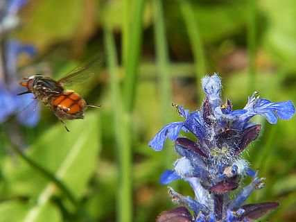 Schwebfliege, Insekt, Makro, campestris, schließen, Flügel, Verbindung, Tiere in freier Wildbahn, Tierthemen, Natur, ein Tier, Schönheit in der Natur, Tierwelt, Pflanze, Tier, wirbellos, Blume, Nahansicht, blühende Pflanze, Wachstum, lila, Fokus auf den Vordergrund, keine Leute, Zerbrechlichkeit, Tag, Verletzlichkeit, Blütenkopf, draußen, Tierflügel, Bestäubung, 2K, CC0, gemeinfrei, lizenzfrei