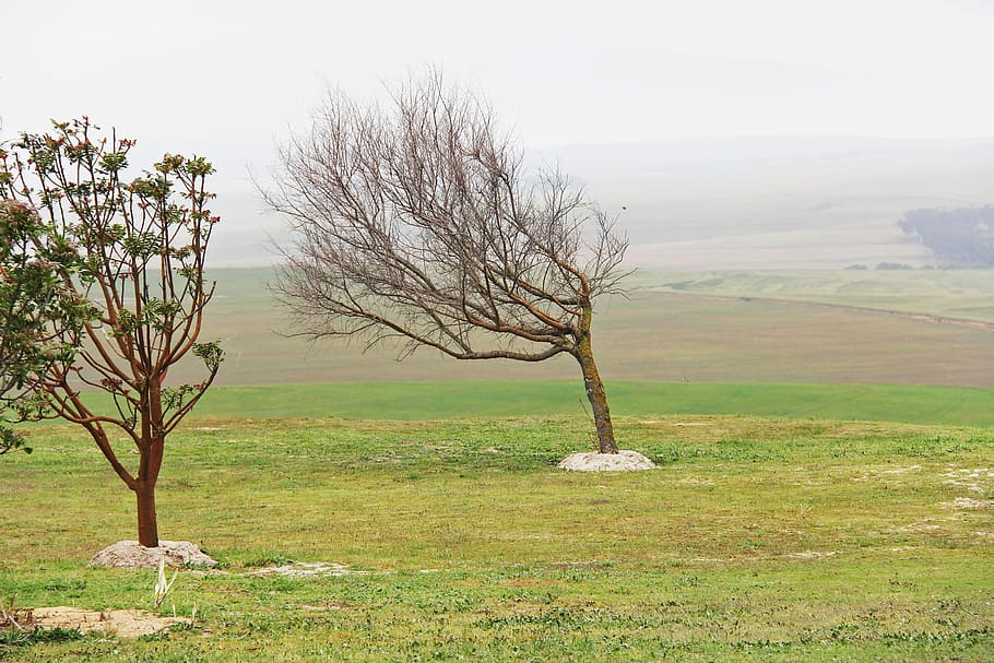 verd, arbre, Ventós, bonic, impressionant, Ciutat del cap, Sud-Àfrica, paisatge, somiador, viatjar, aïllat, solitari, arbre nu, camp, planta, bellesa a la natura, tranquil·litat, medi ambient, cel, herba, terra, escena tranquil·la, cap gent, dia, escena no urbana, escenics - natura, naturalesa, branca, creixement, remot, a l'aire lliure, 2K