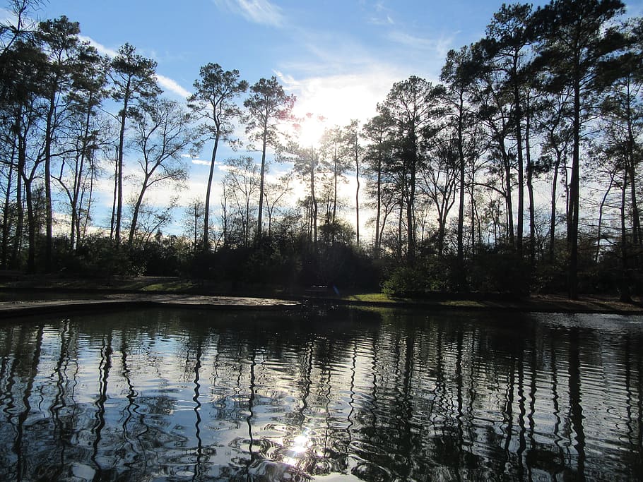 llac, aigua, reflexió, arbres, cel, sol, escena, escènic, paisatge, arboretum, Houston, arbre, planta, tranquil·litat, escena tranquil·la, escenics - natura, bellesa a la natura, bosc, cap gent, creixement, naturalesa, llum solar, escena no urbana, terra, dia, raig de sol, a l'aire lliure, flare de la lent, pantà, 5K
