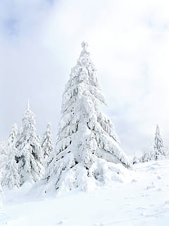 sneeuw, bedekt, bomen, dag, blad, koude, november, winter, december, winters, wit, boom, Bos, licht, rau, natuur, winter bos, landschap, besneeuwd, koude temperatuur, schoonheid in de natuur, hemel, kalmte, rustige scène, witte kleur, scenics - natuur, geen mensen, aan het bedekken, wolk - lucht, niet-stedelijke scène, bevroren, berg-, fabriek, met sneeuw bedekte berg, extreem weer, bergtop, naaldboom, 2K, CC0, publiek domein, royaltyvrij