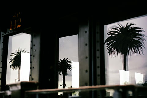 black, building, glass walls, mounted, silhouette, tree stickers, reflection, trees, windows, daytime, palm tree, window, three, tropical climate, tree, plant, built structure, architecture, nature, no people, outdoors, growth, low angle view, building exterior, palm leaf, sky, day, date palm tree, tree trunk, leaf, coconut palm tree, tropical tree, 8K, CC0, public domain, royalty free