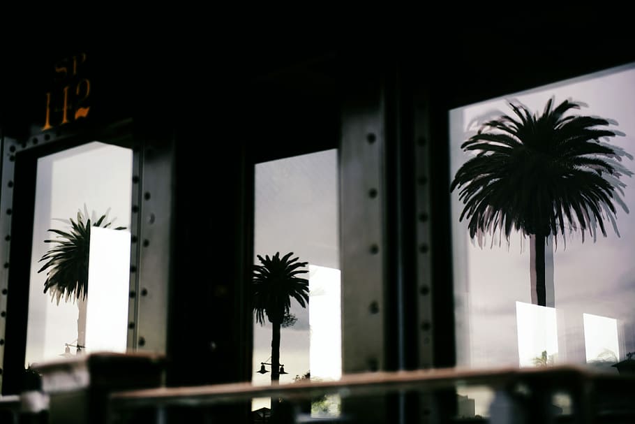 black, building, glass walls, mounted, silhouette, tree stickers, reflection, trees, windows, daytime, palm tree, window, three, tropical climate, tree, plant, built structure, architecture, nature, no people, outdoors, growth, low angle view, building exterior, palm leaf, sky, day, date palm tree, tree trunk, leaf, coconut palm tree, tropical tree, 8K