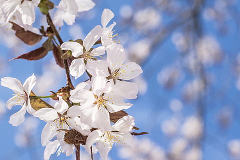 Sakura, Kirschbaum, Kirsche, Baum, Frühling, Blume, Natur, Rosa, Ast, Blühen, Blumen-, Garten, japanisch, Japan, Jahreszeit, blühend, Blütenblatt, orientalisch, Blau, draußen, Pflanze, Nahansicht, Weiß, Schönheit in der Natur, Tag, Frische, keine Leute, Blütenkopf, Winter, Makro, Farbbild, Himmel, Zerbrechlichkeit, blühende Pflanze, Verletzlichkeit, weiße Farbe, Wachstum, Kirschblüte, Blütenstand, Fokus auf den Vordergrund, Pollen, 5K, CC0, gemeinfrei, lizenzfrei