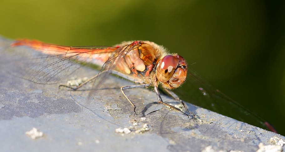 libellula, insetto, vicino, insetto di volo, animale, libellula rossa, invertebrato, temi animali, fauna selvatica, un animale, animali allo stato selvatico, avvicinamento, giorno, ala animale, messa a fuoco selettiva, nessuno, natura, parte del corpo animale, all'aperto, occhio animale, volare, occhio, macro, zoologia, 2K