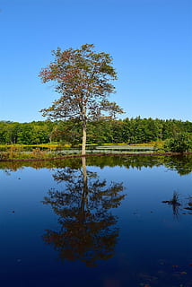 lagoa, árvore, reflexão, agua, manhã, verão, natureza, panorama, parque, verde, céu, plantar, tranquilidade, lago, beleza na natureza, azul, cena tranquila, scenics - natureza, crescimento, céu limpo, ninguém, beira-mar, cena não urbana, dia, idílico, ao ar livre, lago da reflexão, 4K, CC0, domínio público, royalty free