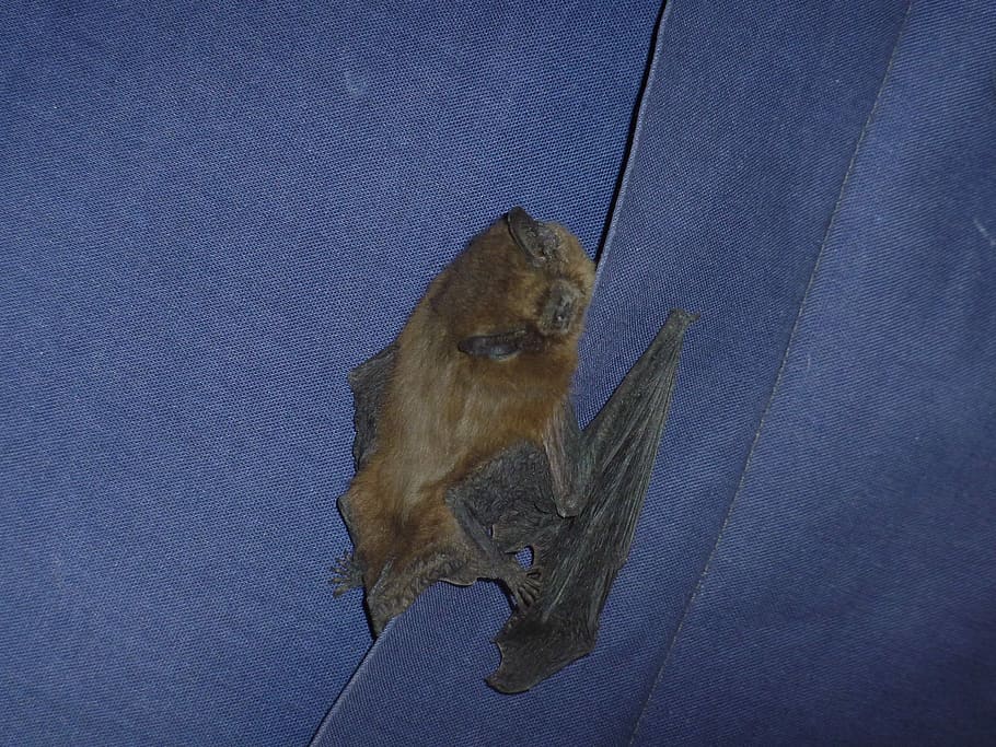 pipistrello, animale, notte, un animale, temi animali, nessuno, animali allo stato selvatico, all'aperto, sospeso, mammifero, fauna selvatica, leone - felino, gatto, felino, vertebrato, blu, animali domestici, natura, scimmia, primate, in casa, domestico, caratteristica della parete, composito digitale, baffo, 2K
