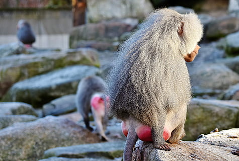 cinzento, babuíno, Rocha, macaco, primata, criatura, animal, natureza, jardim zoológico, tiergarten, fotografia da vida selvagem, escalar, mamífero, sólido, animais selvagens, um animal, focar em primeiro plano, animais em estado selvagem, rock - objeto, vertebrado, dia, ninguém, ao ar livre, olhando, pêlo de animal, 4K, CC0, domínio público, royalty free