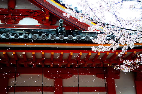 branco, vermelho, de madeira, templo, árvore, dia, Primavera, vento, pétalas, sakura, Ásia, papel de parede, floco de neve, estrutura construída, arquitetura, visão de baixo ângulo, equipamento de iluminação, exterior do edifício, ninguém, construção, teto, plantar, natureza, cobertura, ao ar livre, flor, suspensão, decoração, planta com flores, iluminado, Flor de cerejeira, Árvore de cereja, 5K, CC0, domínio público, royalty free