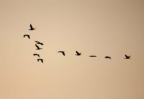Vögel, Formation, Herde, Beflockung, fliegend, dom, Migration, Vogel, Wirbeltier, Tierwelt, Tiere in freier Wildbahn, Tier, Tierthemen, Gruppe von Tieren, Himmel, große Gruppe von Tieren, keine Leute, Vogelschwarm, die Flügel ausbreiten, in der Luft, Silhouette, Sonnenuntergang, Natur, Bewegung, Flachwinkelansicht, klarer Himmel, Freiheit, 2K, CC0, gemeinfrei, lizenzfrei