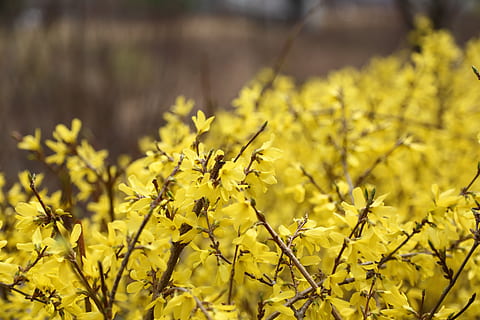Forsythia, pangyo, пружина, природа, жълт, растение, лято, на открито, цвете, цъфтящи растения, растеж, красота в природата, свежест, поле, уязвимост, чупливост, селско стопанство, земя, селективен фокус, без хора, пролетно време, маслодайна рапица, ден, едър план, пейзаж, цветна глава, цветна леха, 5K, CC0, обществено достояние, роялти безплатно